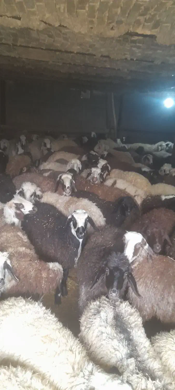 ۵۰ تا بره نر بفروش میرسد|حیوانات مزرعه|الیگودرز, |دیوار