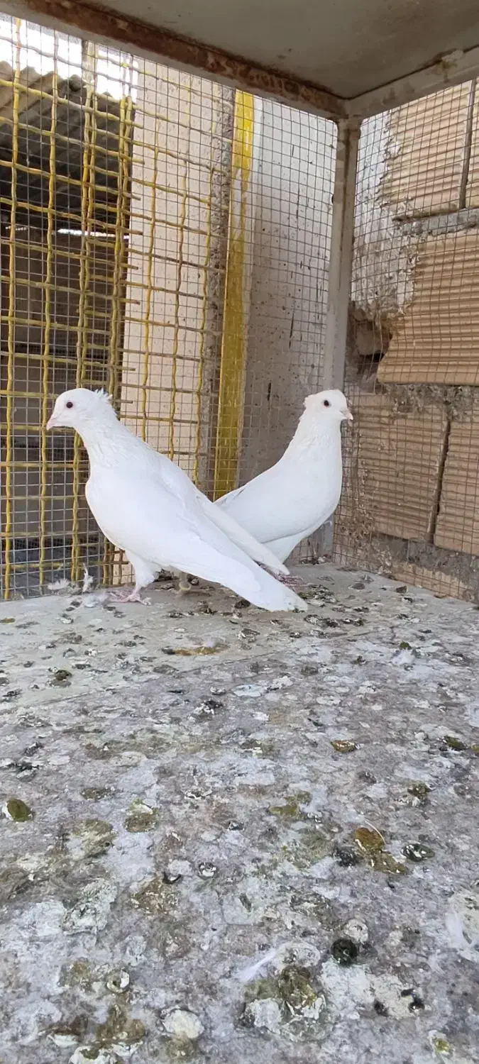 کبوتر نروماده سفید|پرنده|خمینیشهر, |دیوار
