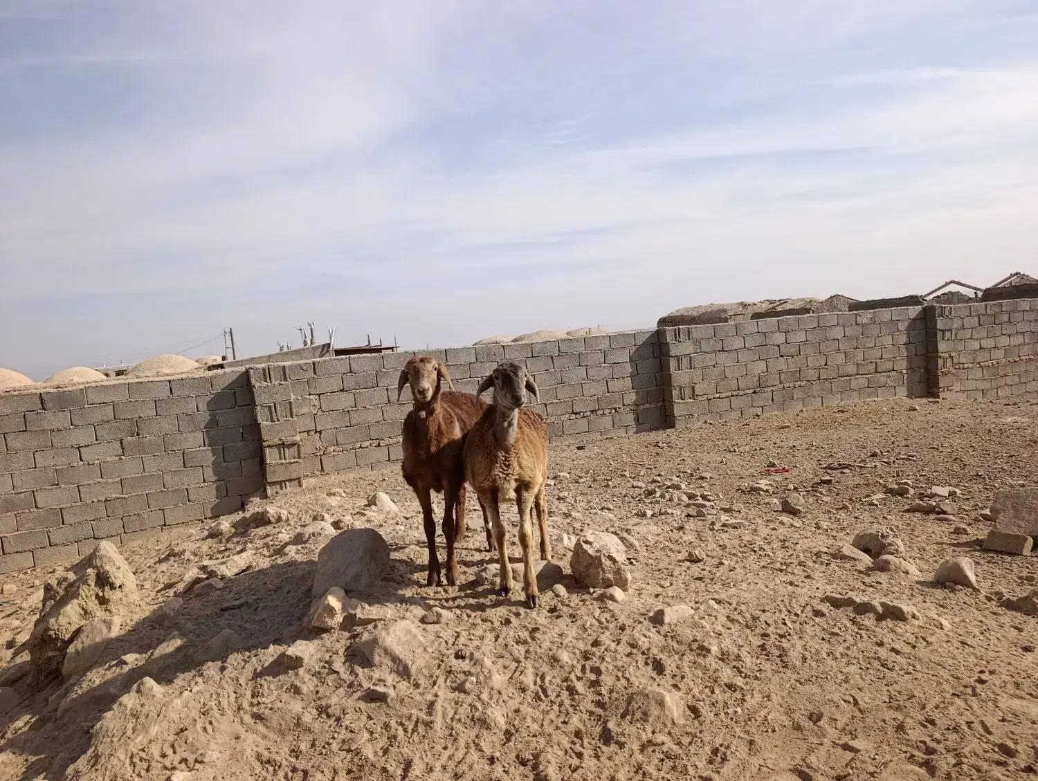 بره چینی|حیوانات مزرعه|زیرکوه, |دیوار