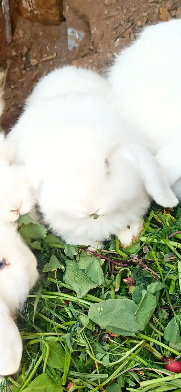 خرگوش سفید لوپ چشم آبی|موش و خرگوش|خواف, |دیوار