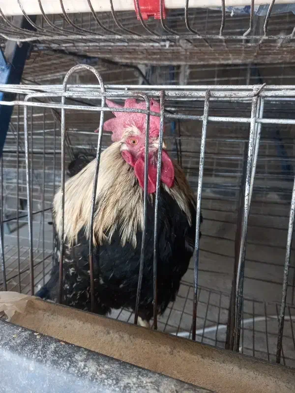 خروس سیاه بزرگ جهت قربانی|حیوانات مزرعه|سمنان, |دیوار