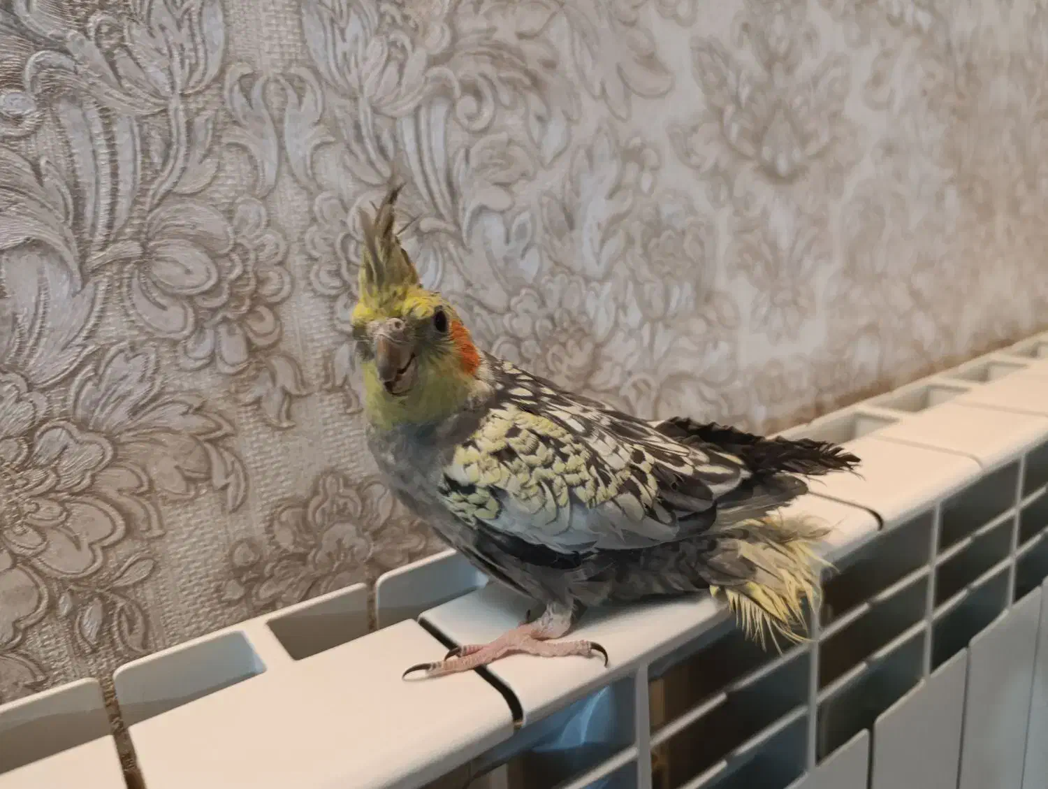 پرنده|پرنده|همدان, |دیوار