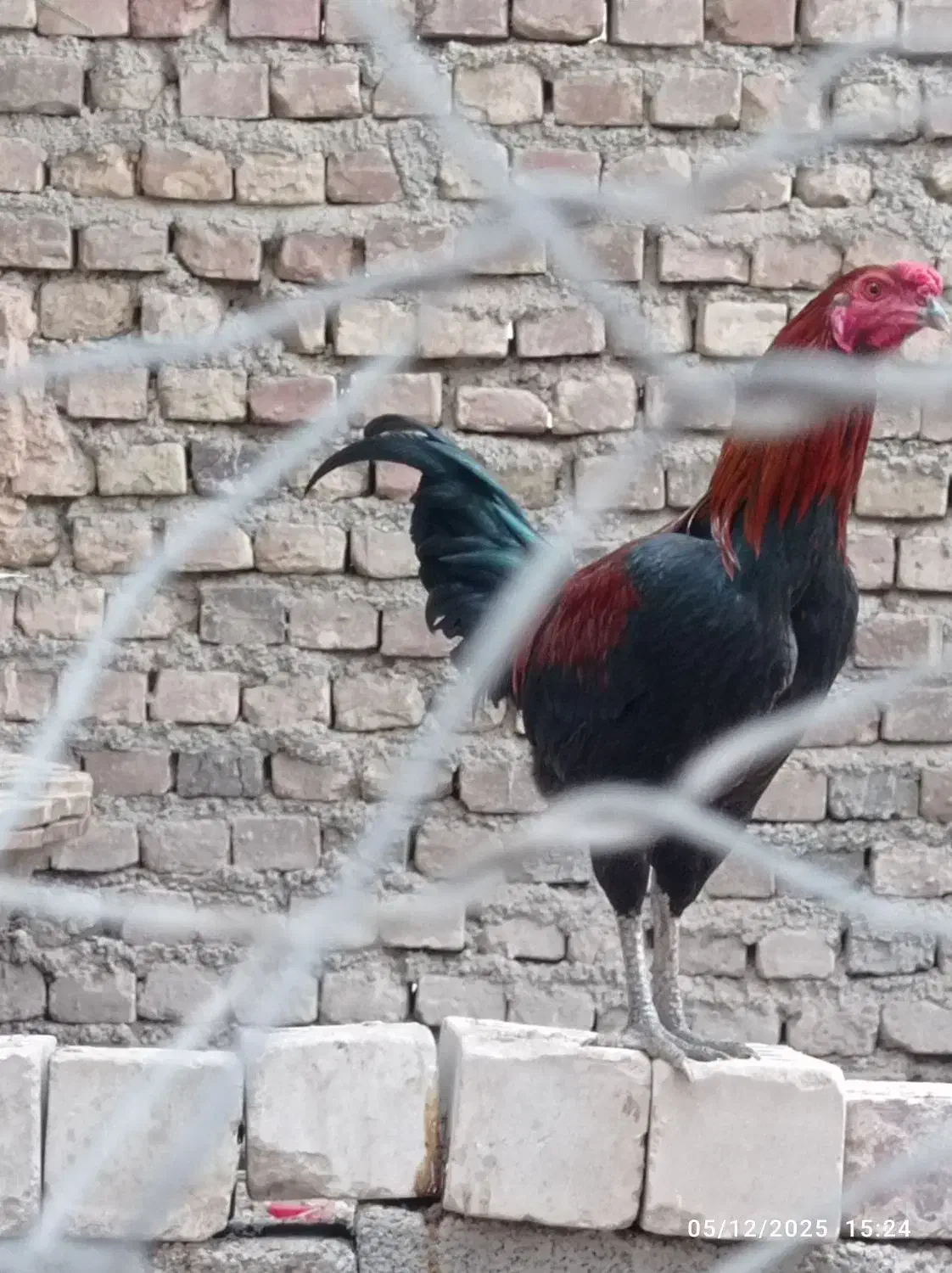 سلام دوستان یک خروس لاری صحیح و سالم است|حیوانات مزرعه|ایرانشهر, |دیوار