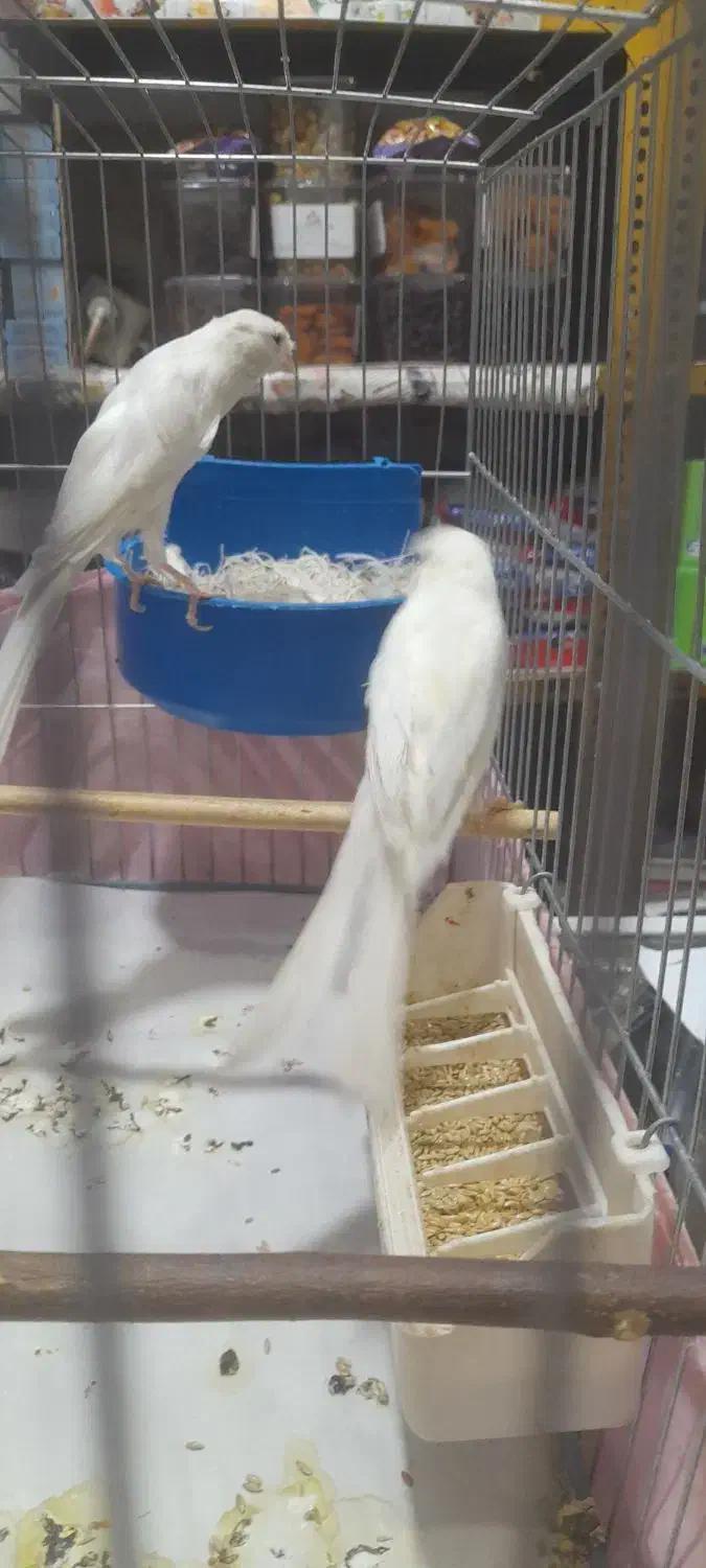 قناری رسمی بلند|پرنده|تهران, حصارک|دیوار