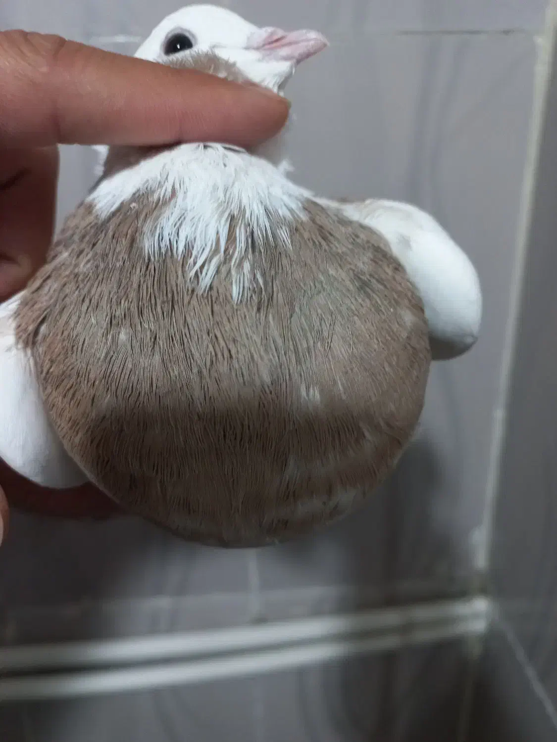 طوقی|پرنده|تهران, شیخ هادی|دیوار