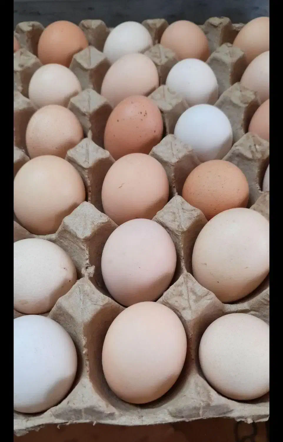 تخم مرغ محلی|خوردنی و آشامیدنی|نیشابور, شهرک قدس|دیوار