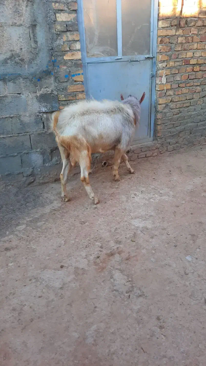 نری سانن|حیوانات مزرعه|سرایان, |دیوار