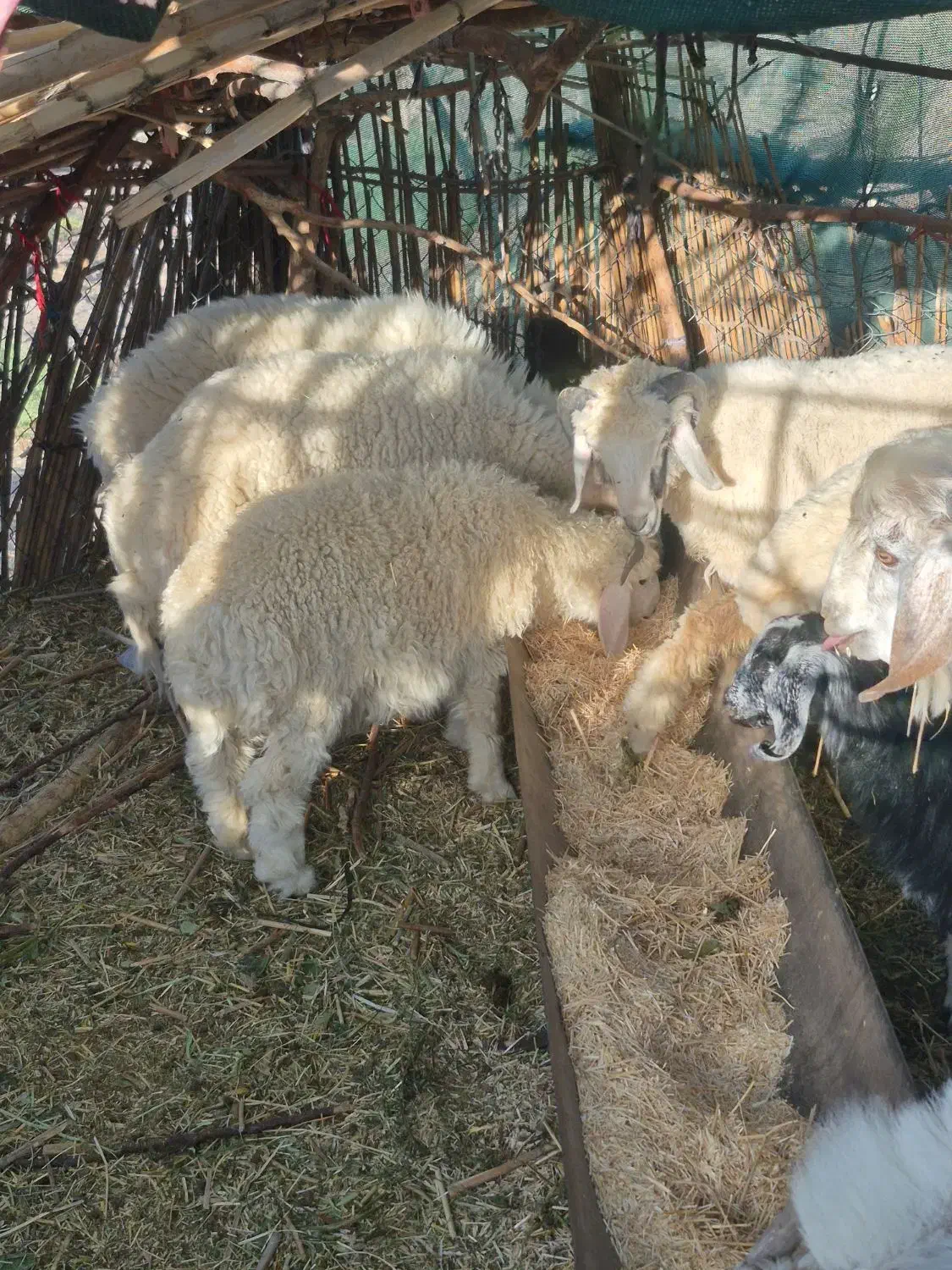 بره نر|حیوانات مزرعه|رابر, |دیوار