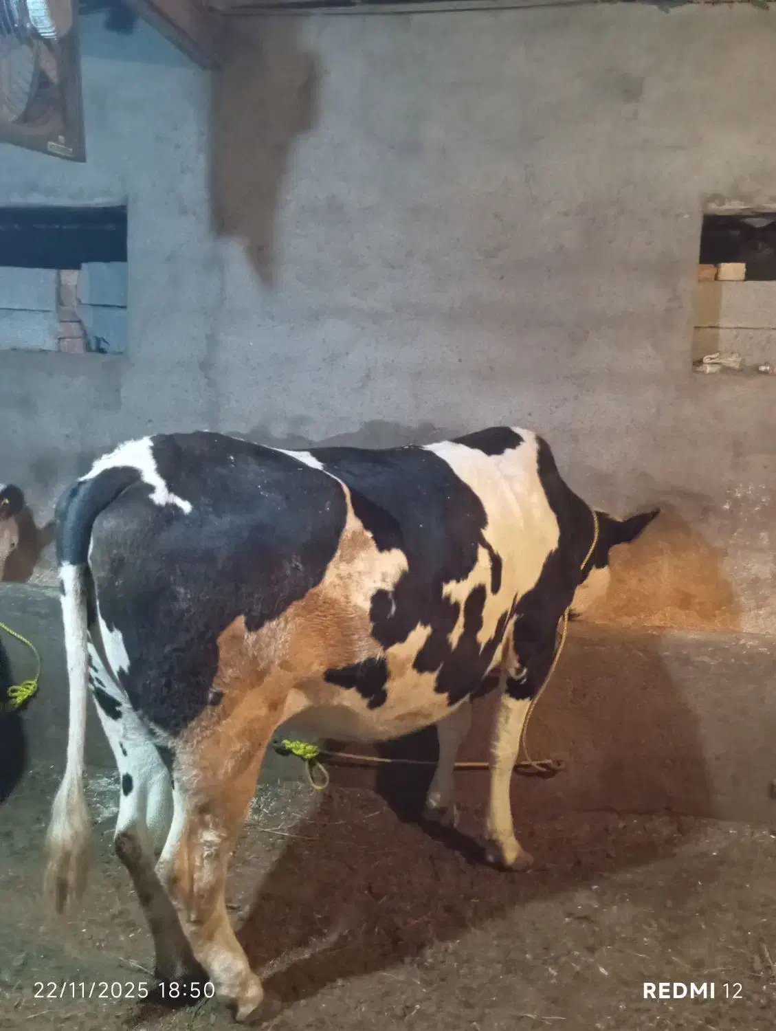 گاو سیمنتال آبستن|حیوانات مزرعه|نوشین شهر, |دیوار