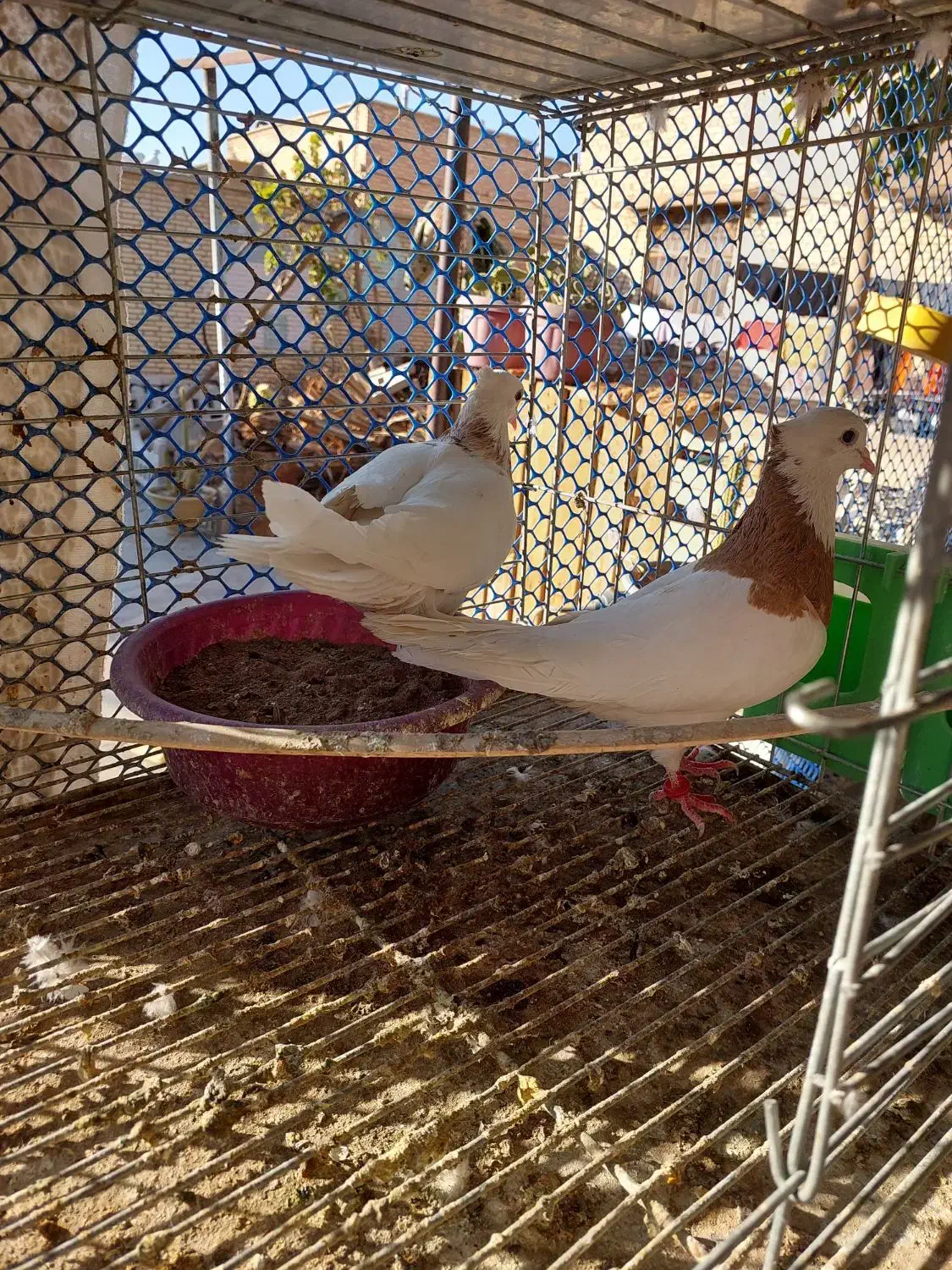 کفتر طوقی|پرنده|بافق, |دیوار