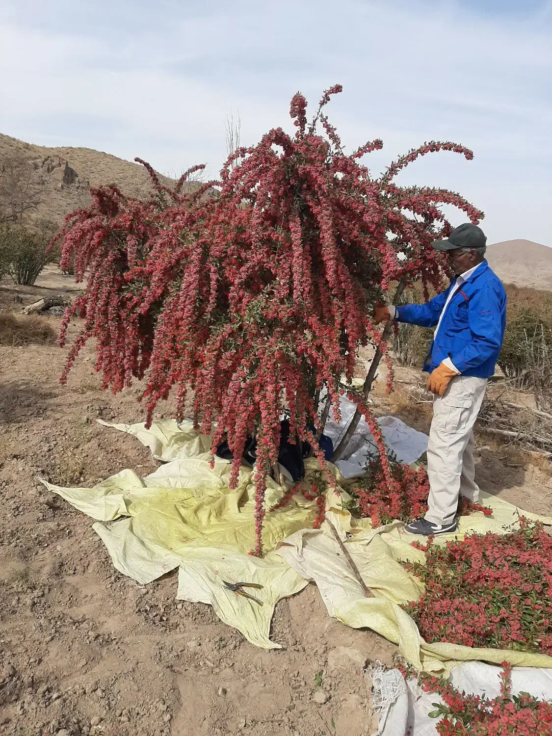 زمین کشاورزی.چاه آب سربیشه|فروش دفتر صنعتی، کشاورزی، تجاری|سربیشه, |دیوار