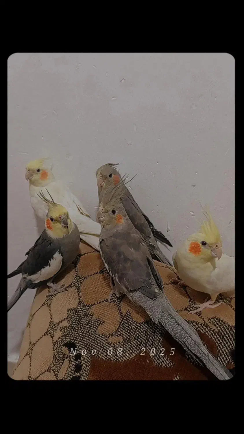 عروس لوتینو و سینامون|پرنده|باقرشهر, |دیوار