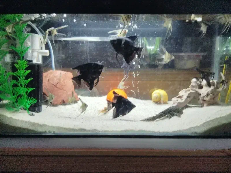 فول بلک آنجل|ماهی|قزوین, |دیوار