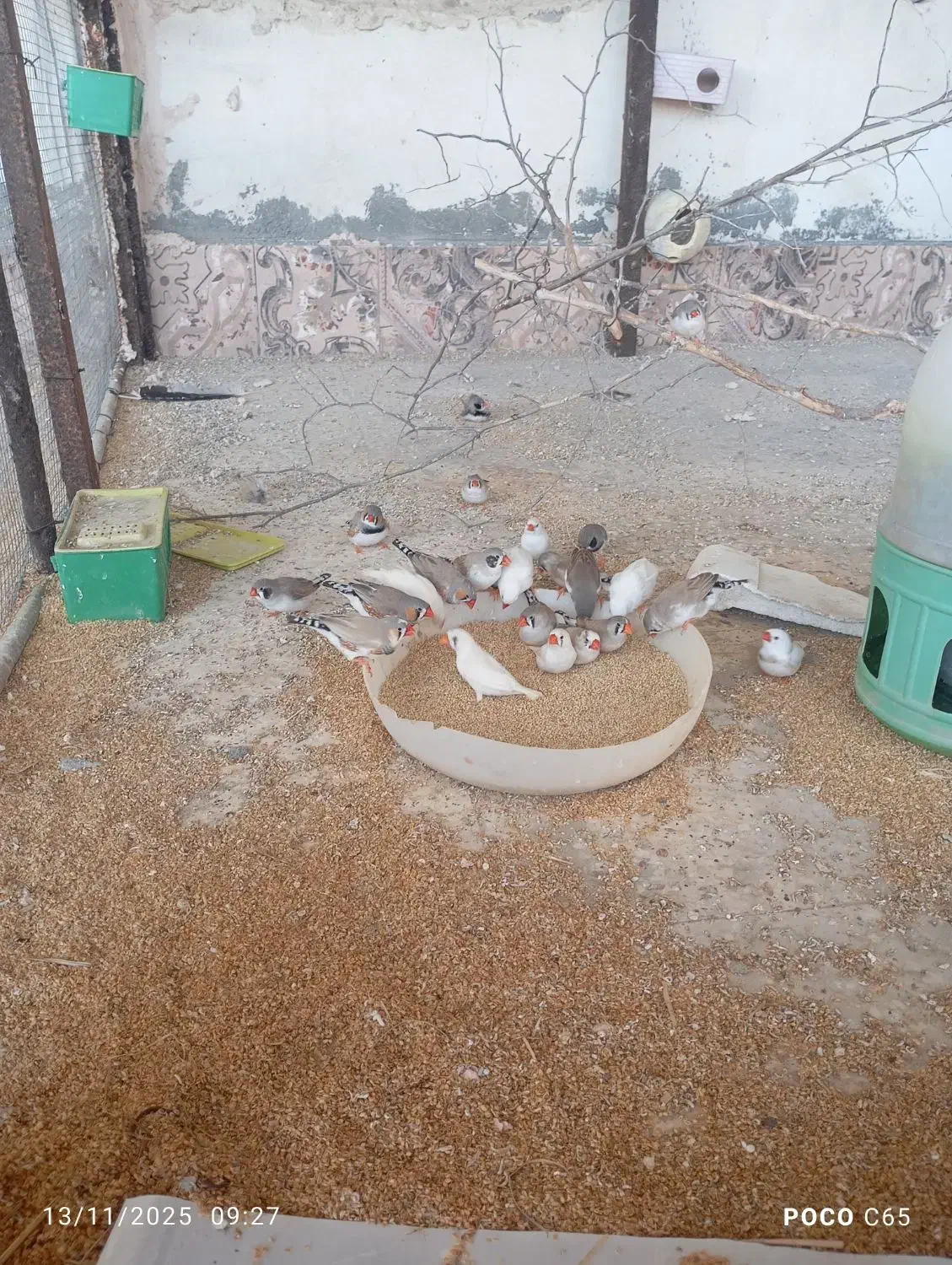 تعدادی فنج خوش رنگ|پرنده|میناب, |دیوار