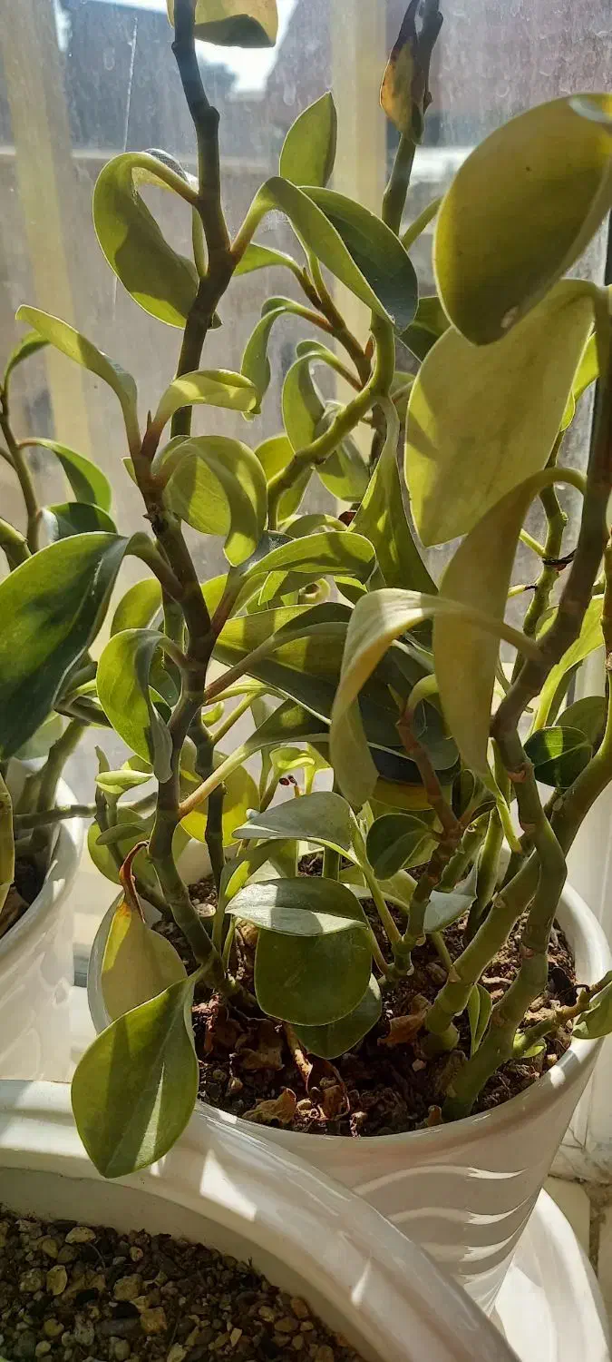 گل طبیعی|گل و گیاه طبیعی|تهران, آزادشهر|دیوار