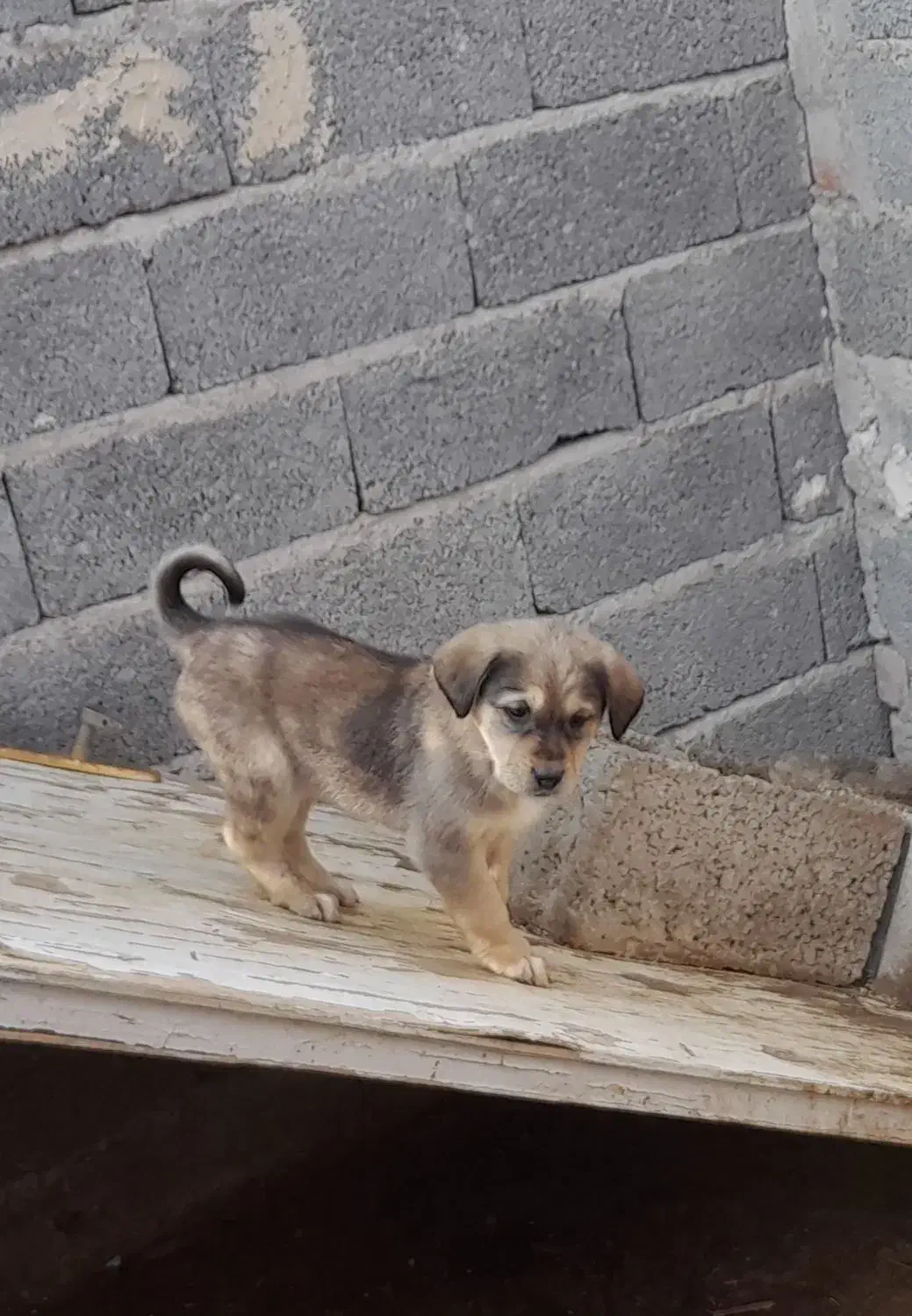 واگذاری چهارعدد توله سگ ماده|سگ|عجب شیر, |دیوار