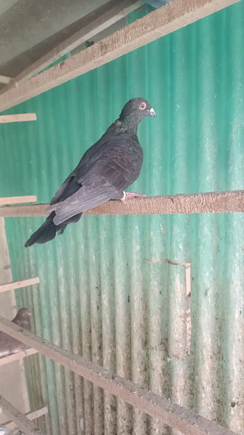 کفتر|پرنده|قم, باجک یک|دیوار