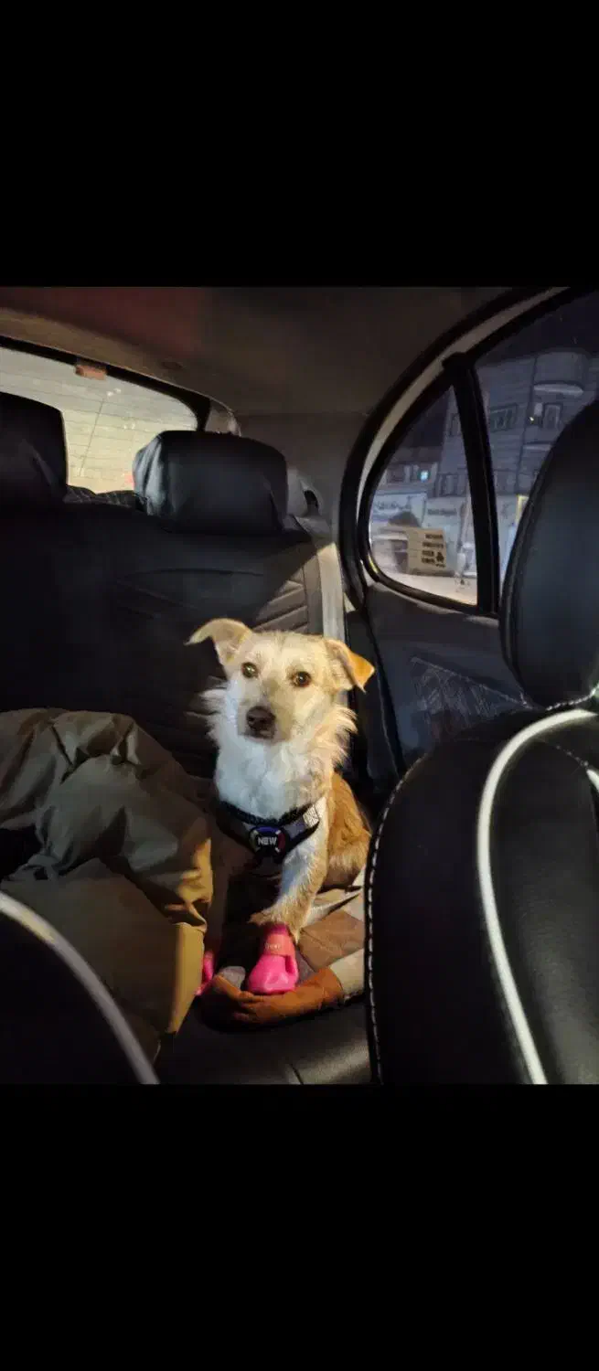 سگ اشپیتز میکس|سگ|قرچک, شهرک مهستان|دیوار