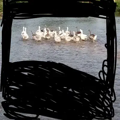 فروش غاز|حیوانات مزرعه|شفت, |دیوار