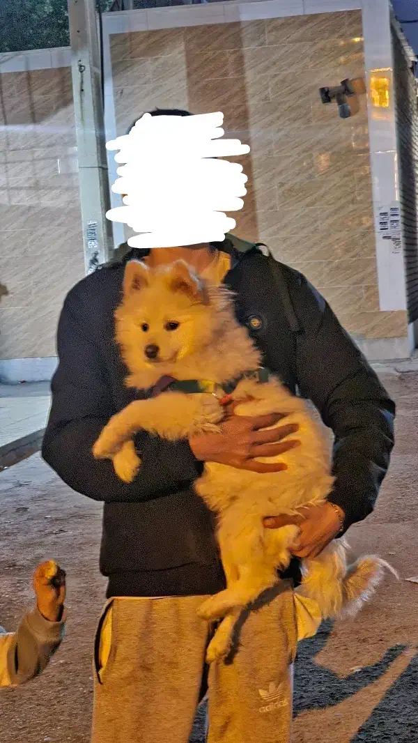 سگ سامویید|سگ|کرمانشاه, |دیوار