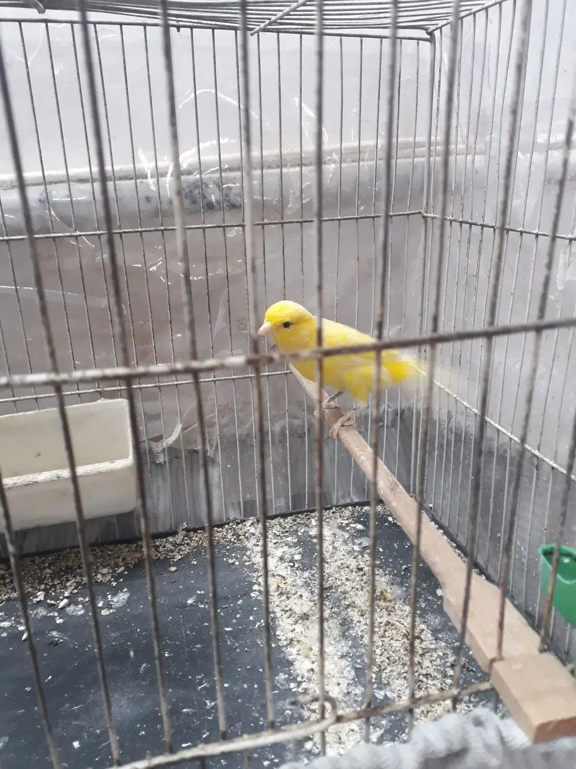 قناری نر و ماده|پرنده|نیشابور, منظر|دیوار