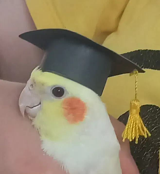 عروس هلندی نر و ماده|پرنده|گرمسار, |دیوار