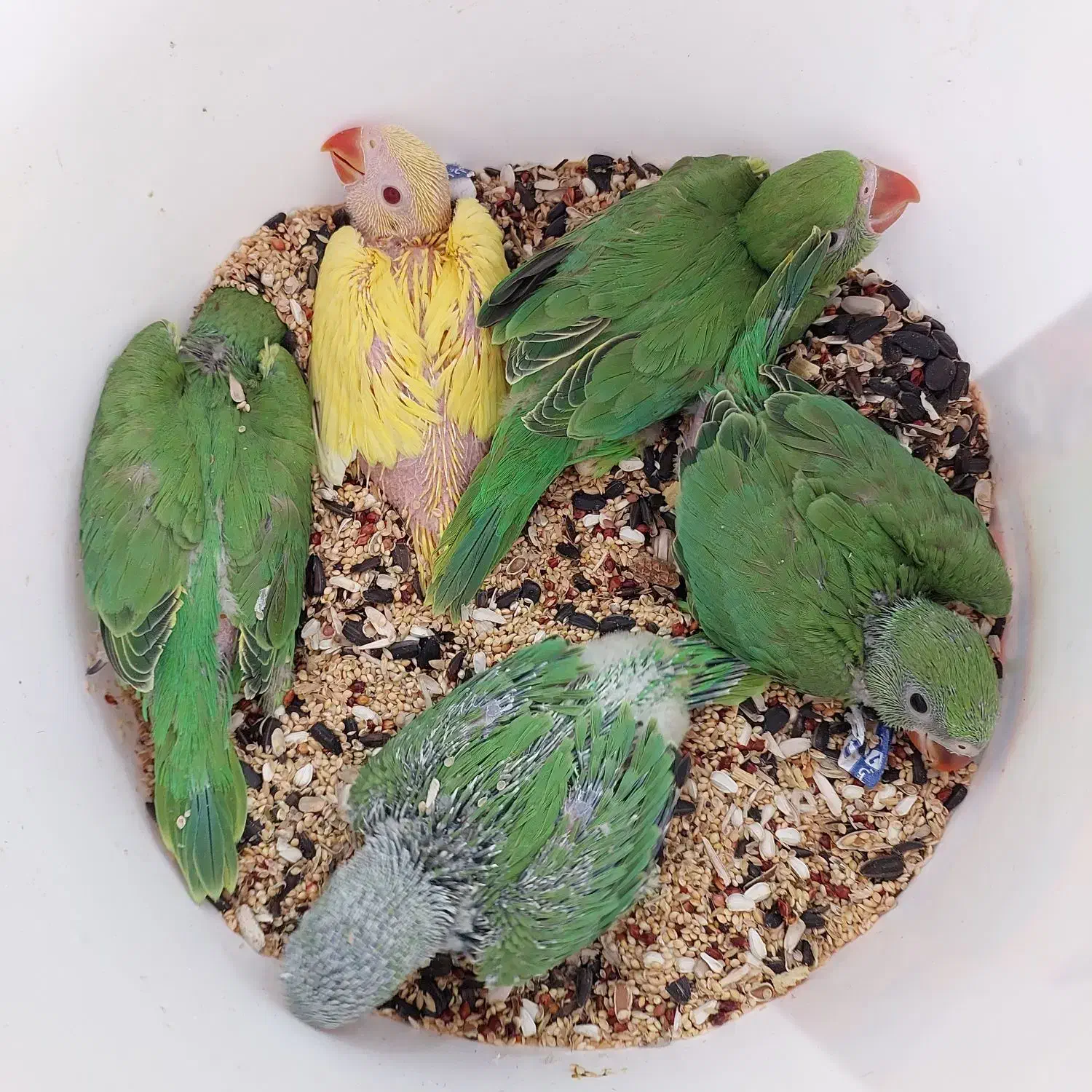 جوجه سرلاکی ملنگو|پرنده|بندر کنگان, |دیوار