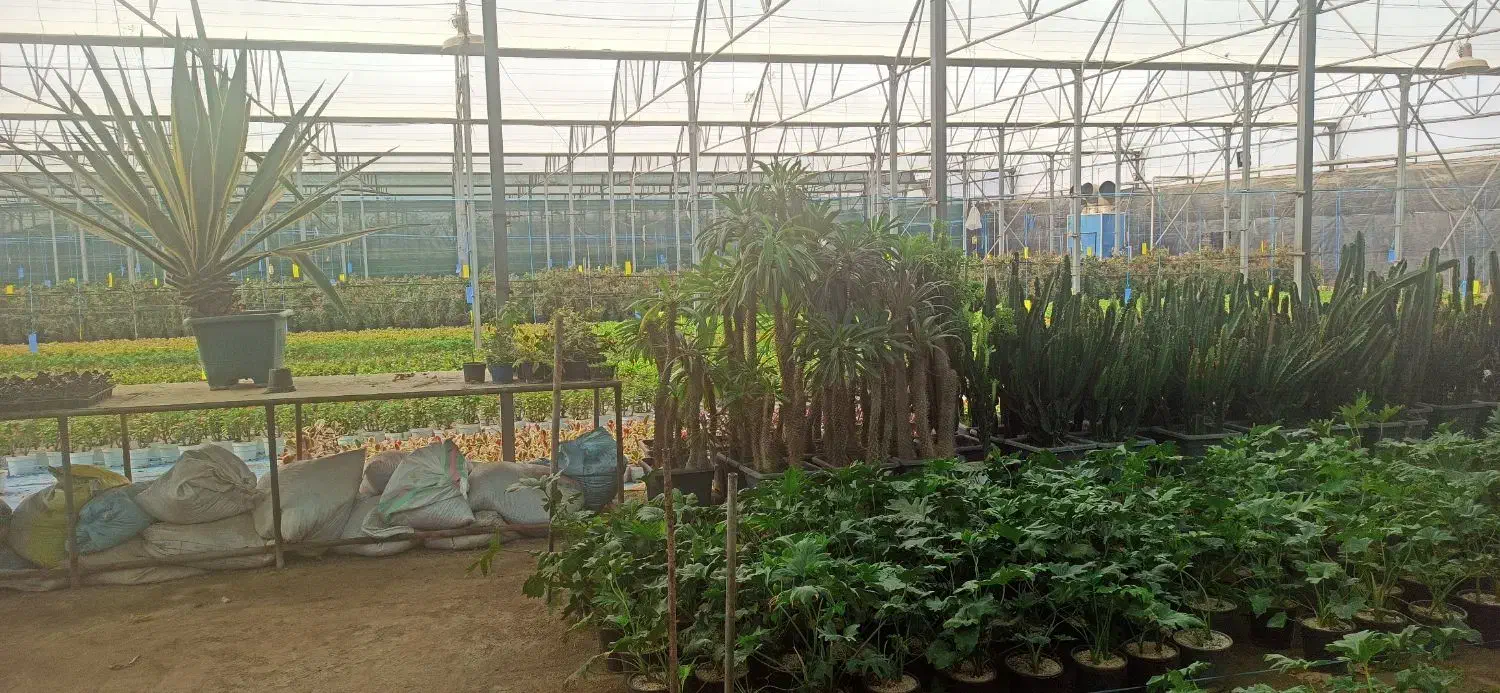 فروش گلخانه صنعتی|فروش دفتر صنعتی، کشاورزی، تجاری|پاکدشت, پاکدشت (مامازند)|دیوار