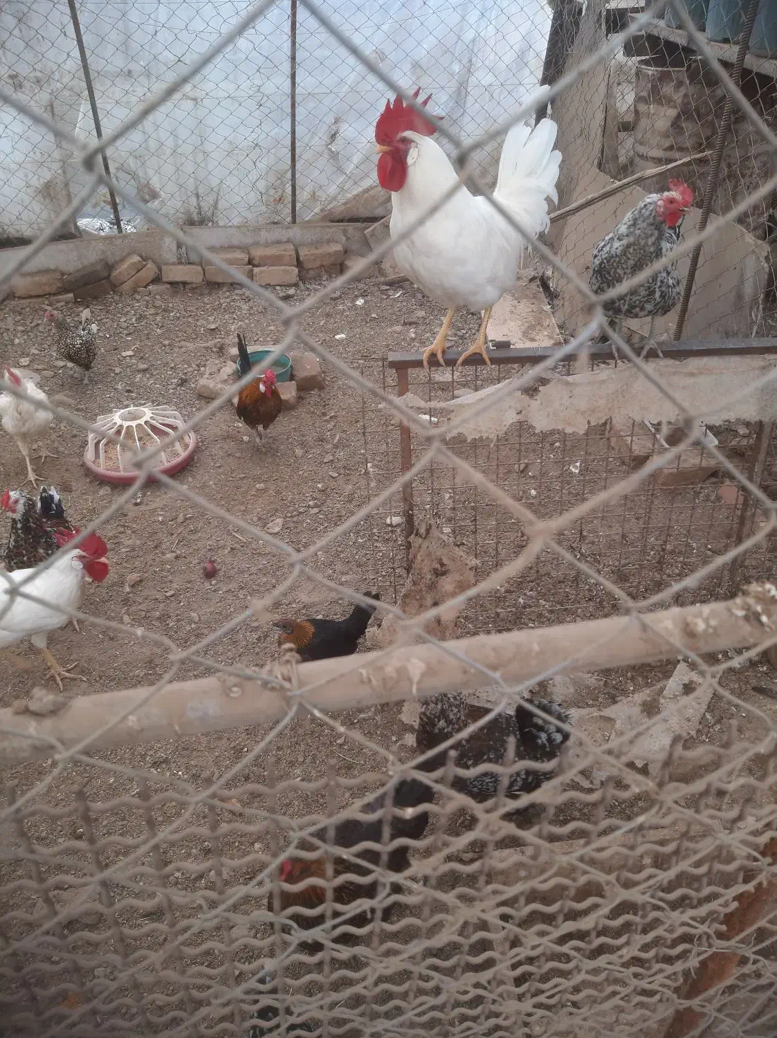 سه تا خروس سفید|حیوانات مزرعه|فردیس, شهرک ۱۱۰|دیوار