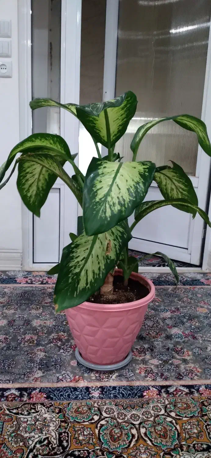 گل دیفن|گل و گیاه طبیعی|بانه, |دیوار