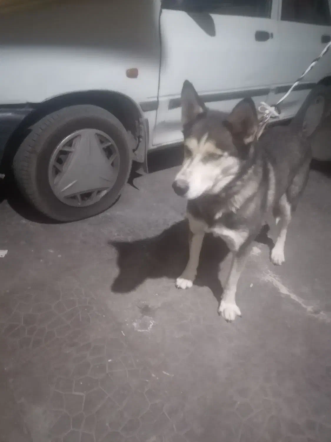 واگذاری. هاسکی زیباوباهوش. ویک اشپیتز واقعابازیگوش|سگ|کرمان, |دیوار