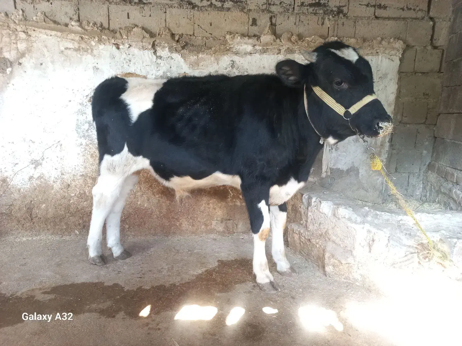 گوساله نر ۹ ماهه هلشتاین درجه یک گاو|حیوانات مزرعه|صحنه, |دیوار