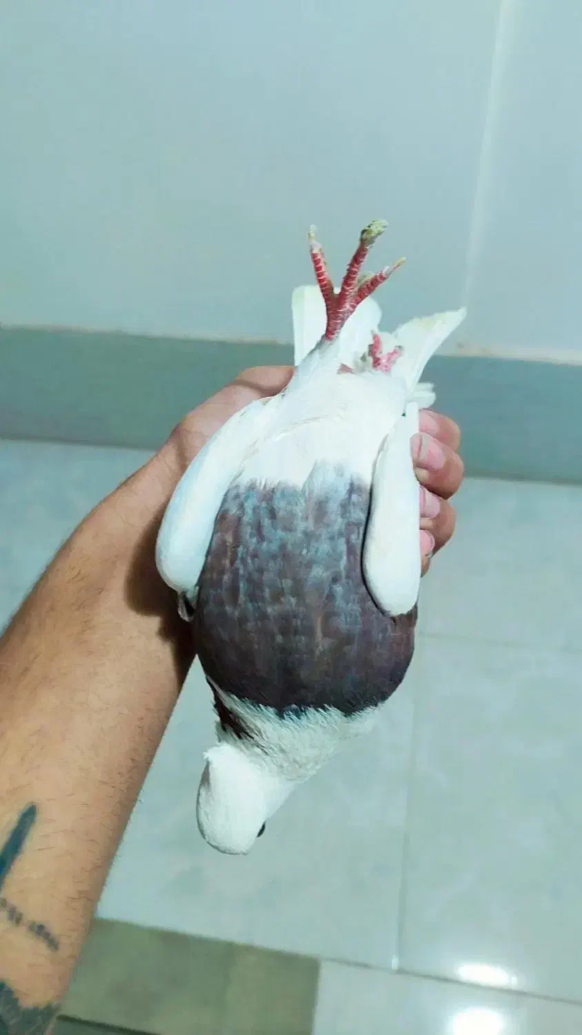 دوعدد کبوتر پرشی ناشی|پرنده|خرم‌آباد, |دیوار