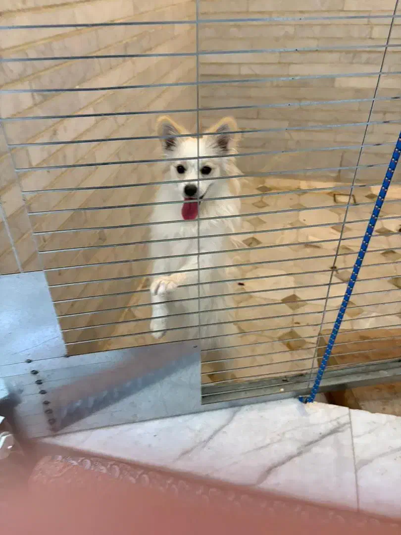 سگ خانگی پامر|سگ|یزد, |دیوار