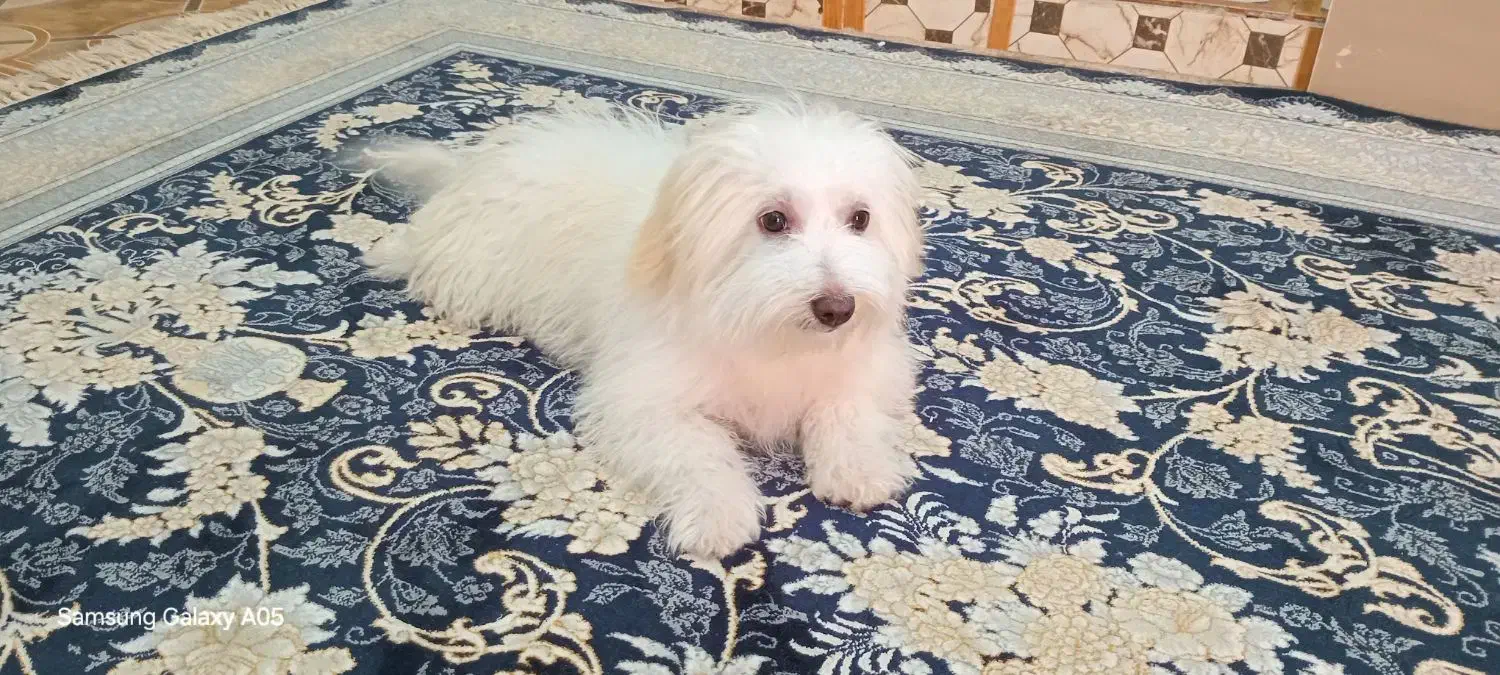 سگ خانگی|سگ|بوشهر, |دیوار