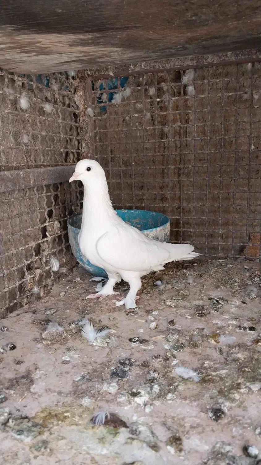 کبوترسفید|پرنده|شیراز, نصر|دیوار