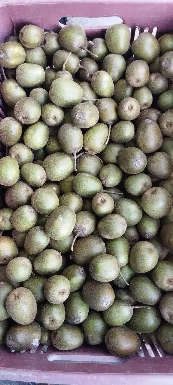 فروش کیوی خونی تو سرخ|عمدهفروشی|رودسر, |دیوار