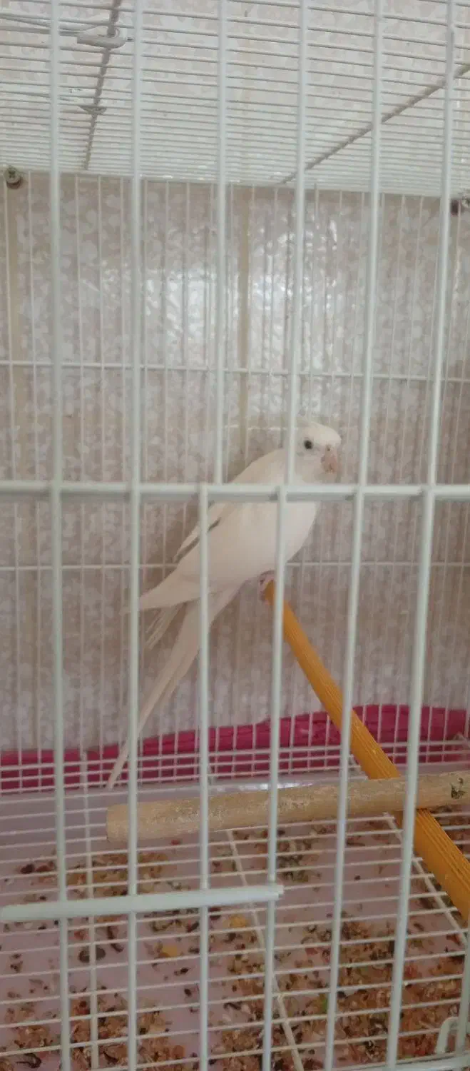 عروس هلندی آلبینیو ماده|پرنده|امیدیه, |دیوار