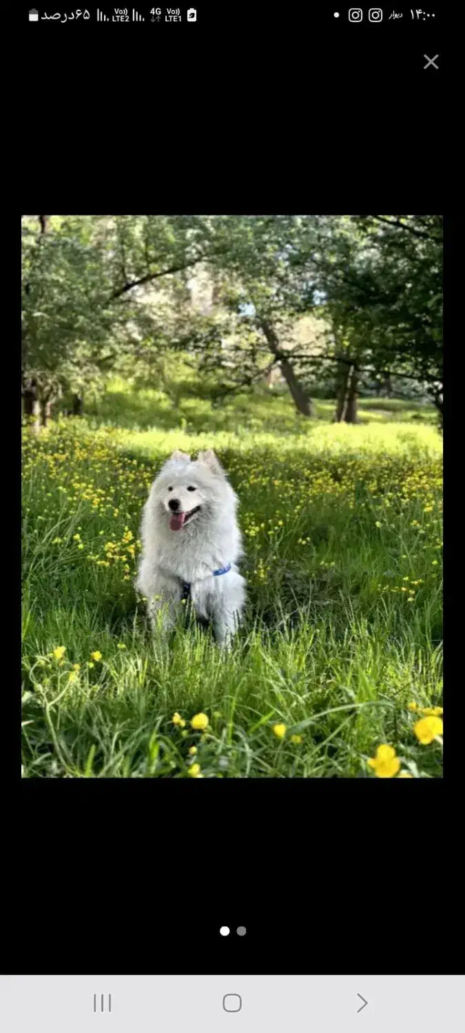 سگ سامویید‌|سگ|ماهدشت, |دیوار