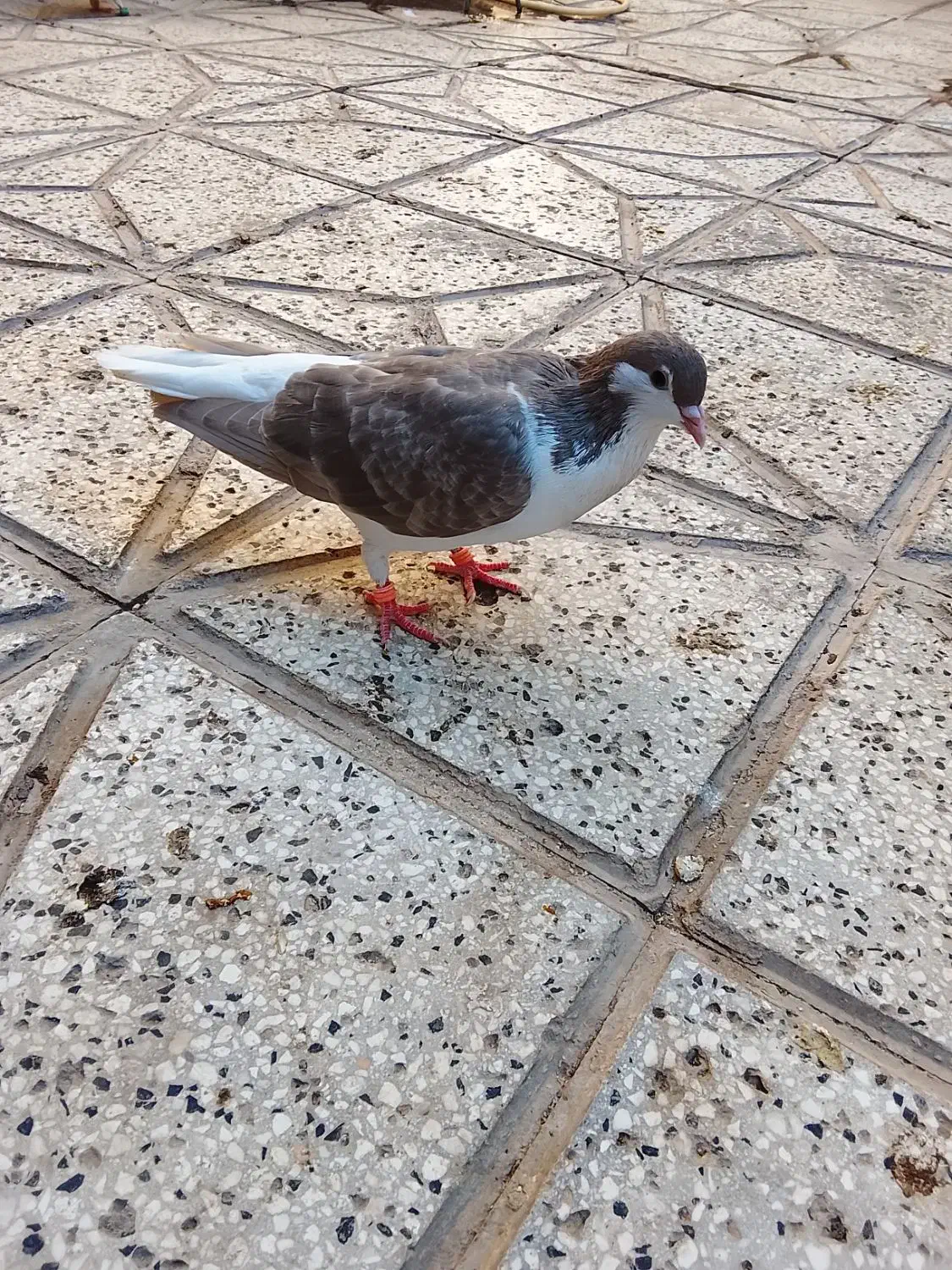 کفتر|پرنده|نیشابور, فیض آباد|دیوار