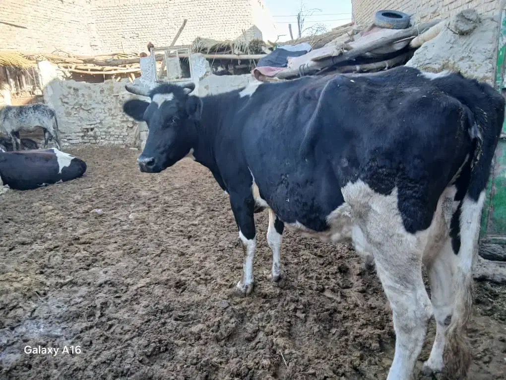 گاو|حیوانات مزرعه|زابل, |دیوار