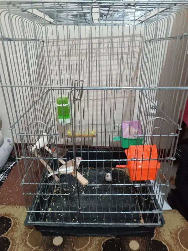 دوجفت فنچ جوجه بده|پرنده|هشتگرد, شهرک بوستان|دیوار