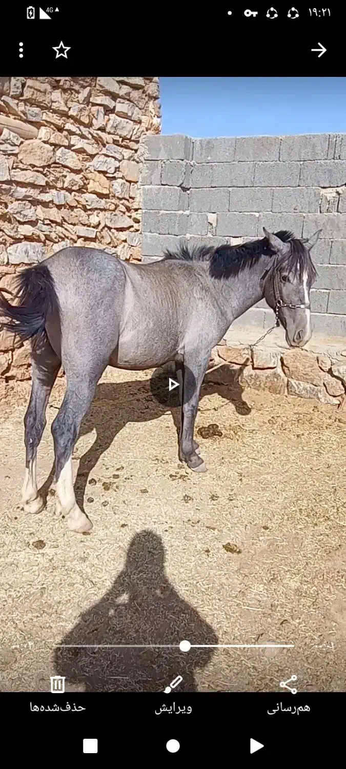 اسب دوساله دست کش یورغه نیست سواری دو کاروان داره|اسب و تجهیزات اسبسواری|سنندج, |دیوار