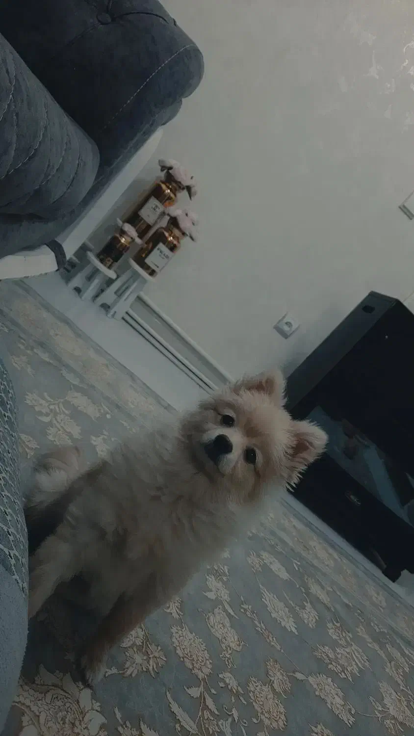 سگ پامر نر ۵ماهه|سگ|ساوه, |دیوار