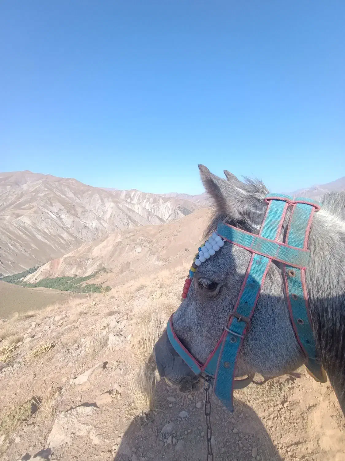 مادیان به همراه کره اسب|اسب و تجهیزات اسب‌سواری|آسارا, |دیوار