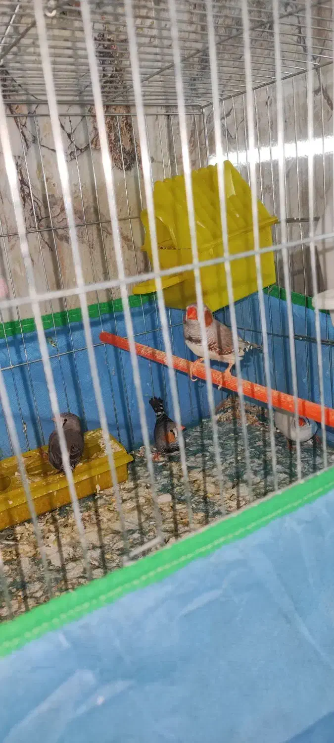 فروشی دو جفت - جفتی 250|پرنده|اردکان, |دیوار