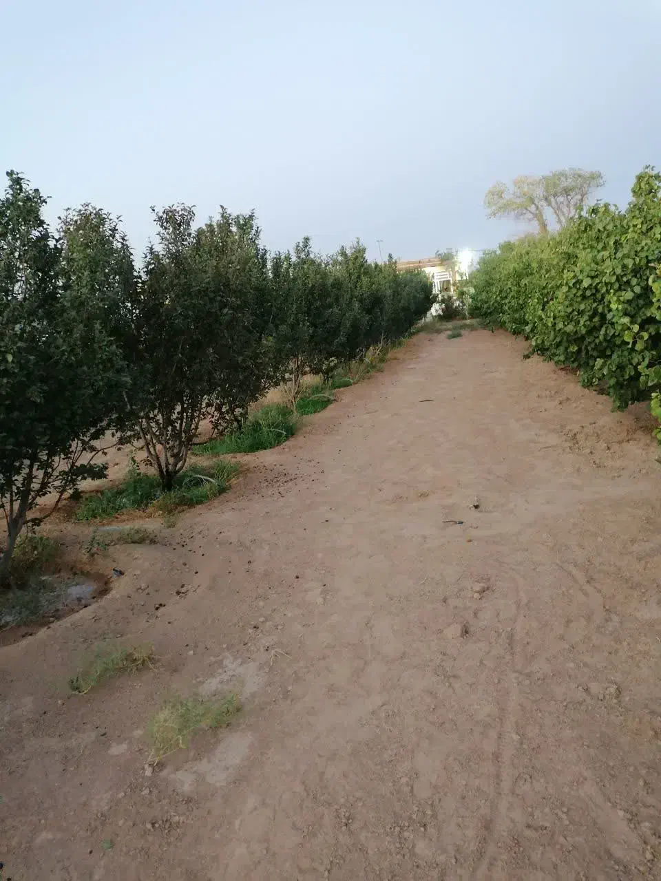 فروش باغ 180قصبه (3600 هزار مترباغ)|فروش خانه و ویلا|ابرکوه, |دیوار