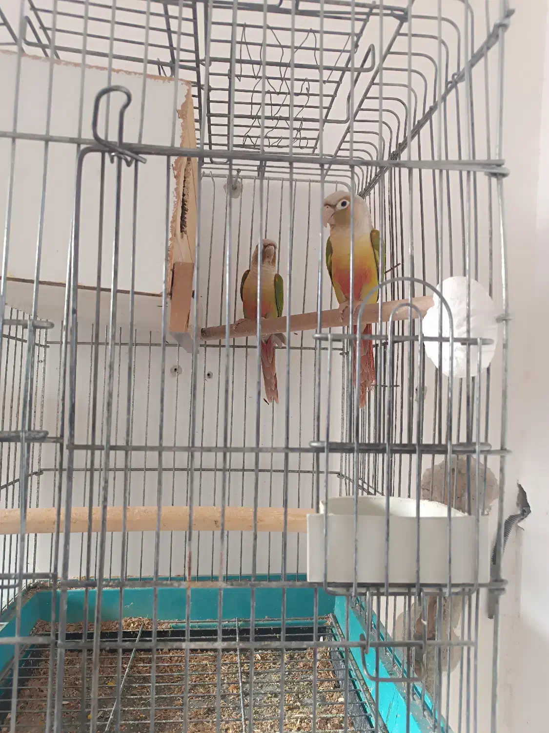 جفت گرین چیک مولد|پرنده|ماهدشت, |دیوار