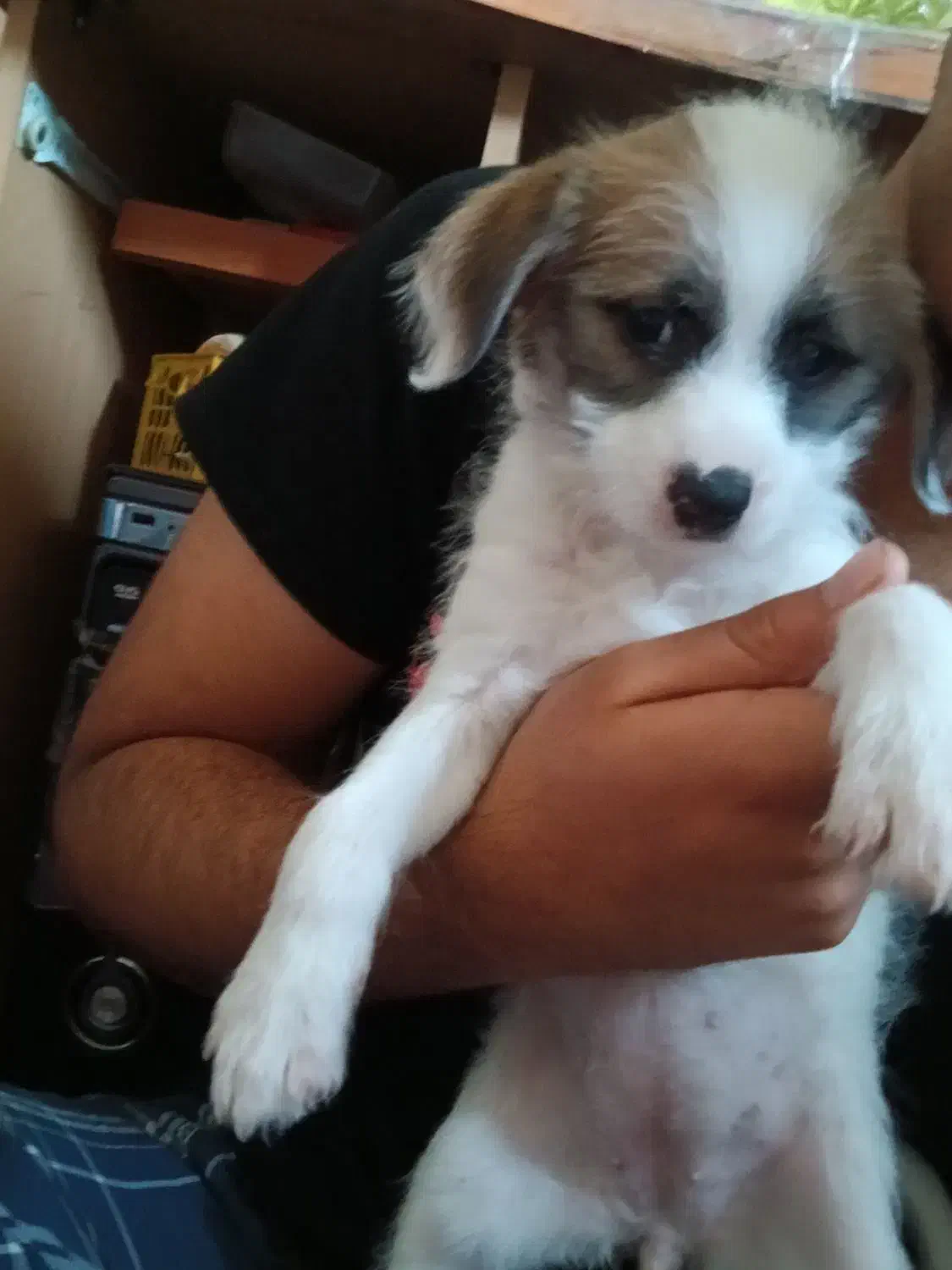 سگ تریر پا کوتا|سگ|اهواز, بیست متری شهدا|دیوار