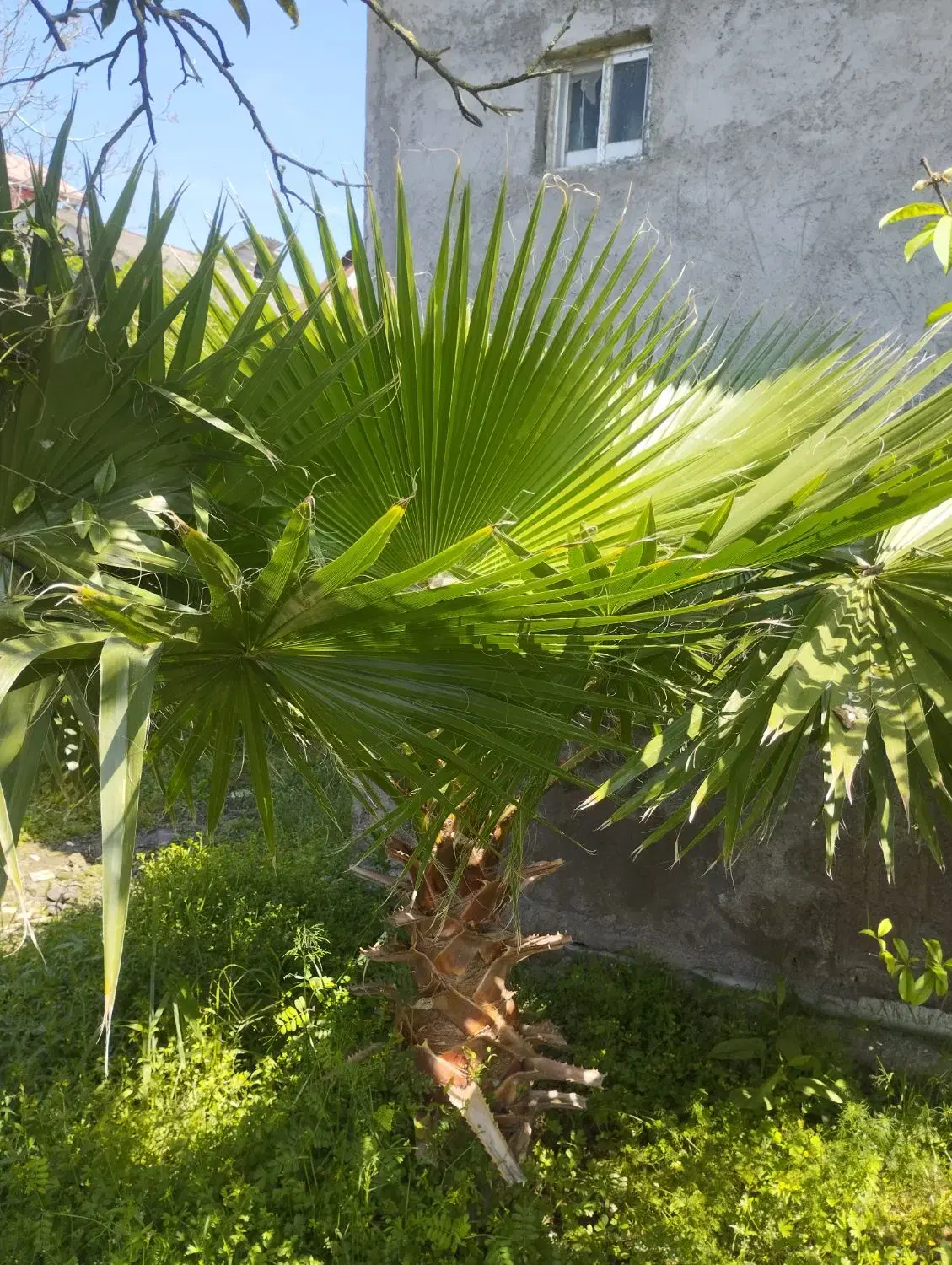 پالم|گل و گیاه طبیعی|کومله, |دیوار